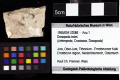 Foto (Objket + Etiketten) von Decapoda indet. 